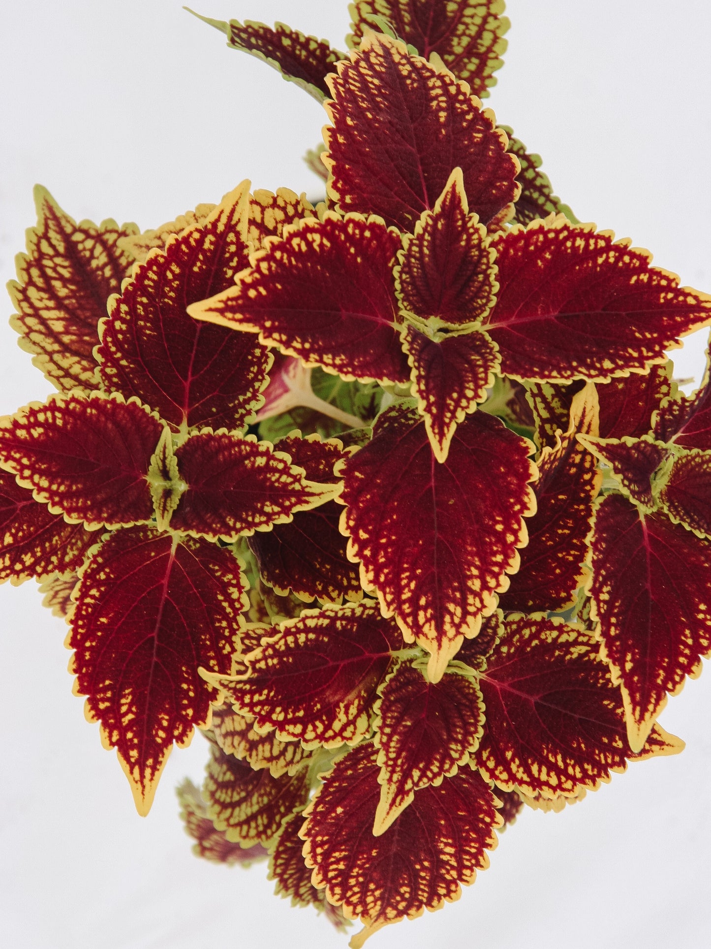 Coleus ColorBlaze Rêves d'or