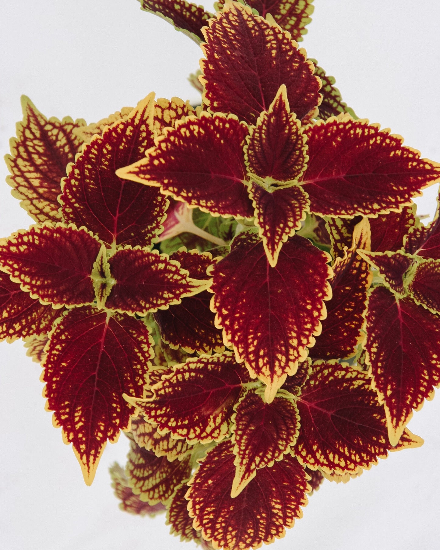 Coleus ColorBlaze Golden Dreams