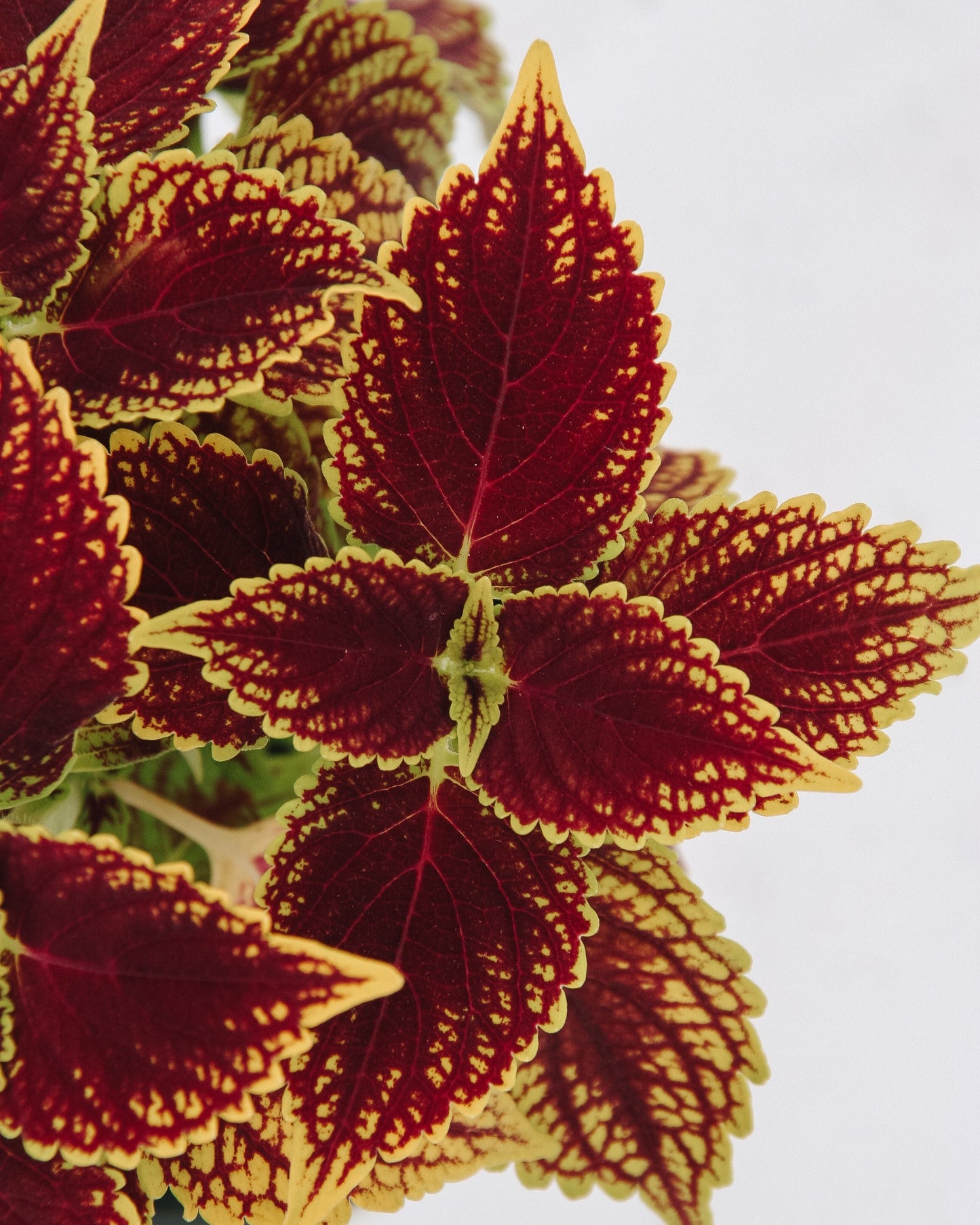 Coleus ColorBlaze Golden Dreams