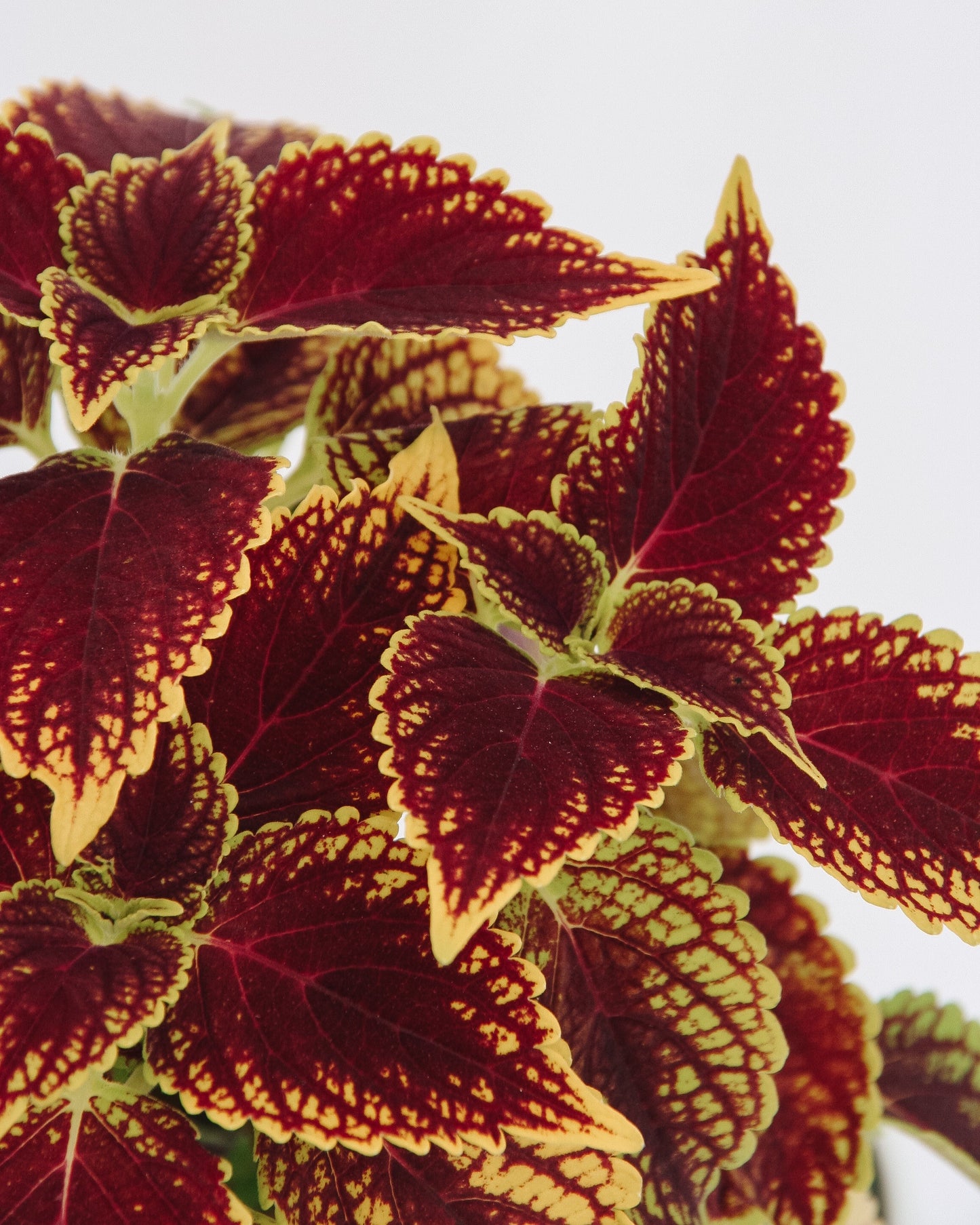 Coleus ColorBlaze Golden Dreams