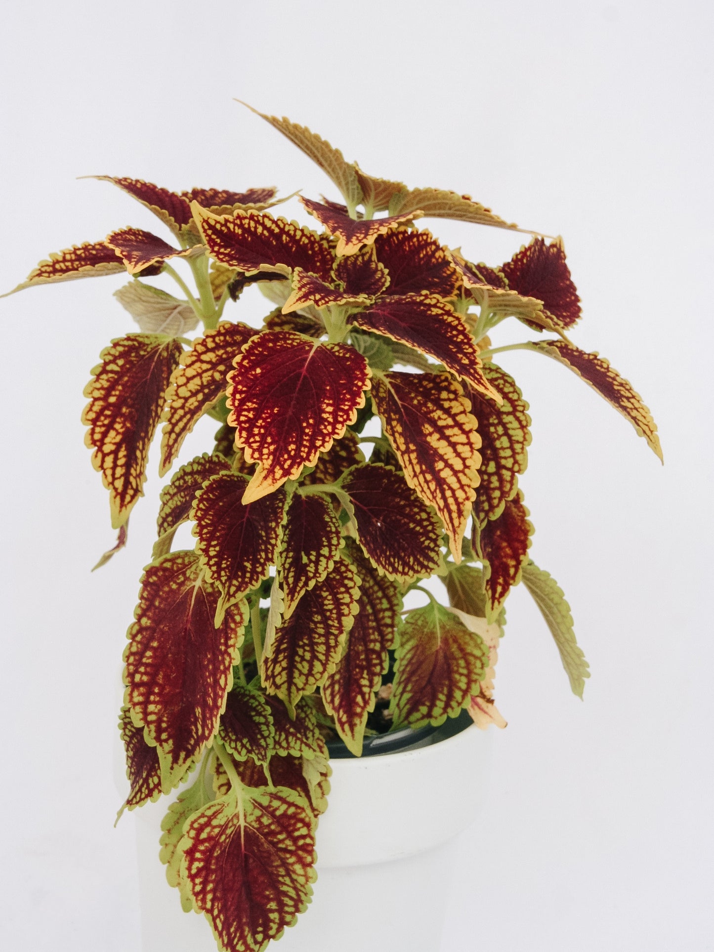 Coleus ColorBlaze Rêves d'or