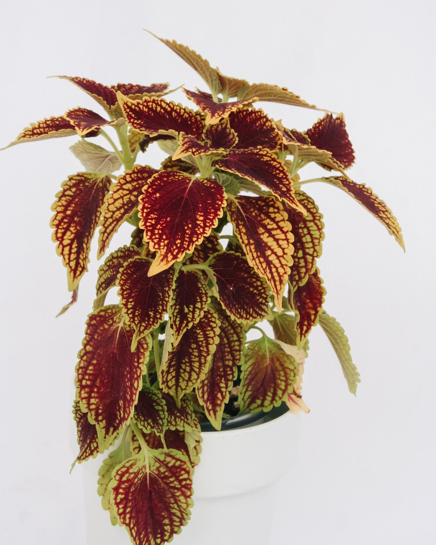 Coleus ColorBlaze Golden Dreams