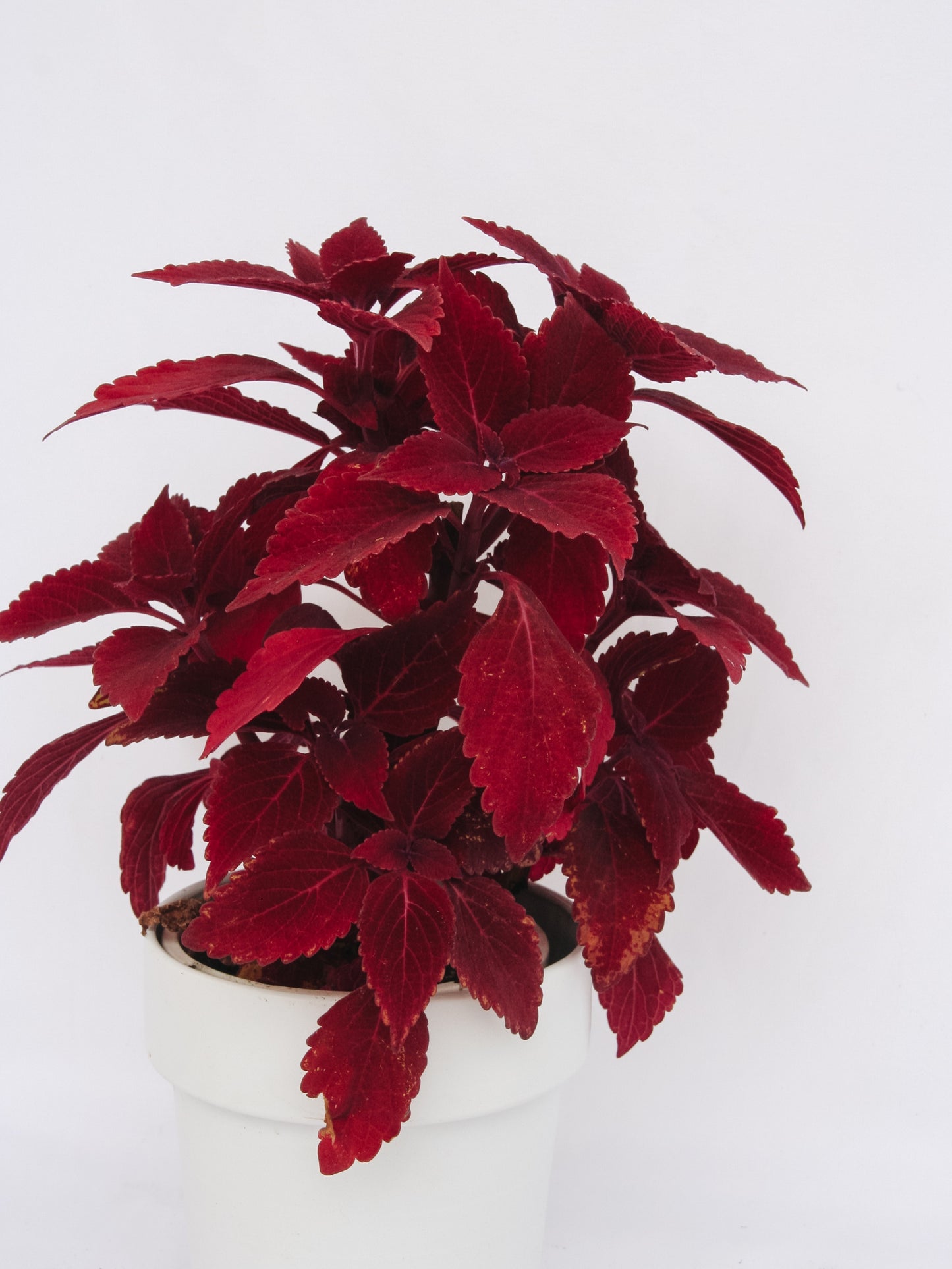 Coleus ColorBlaze Rediculous
