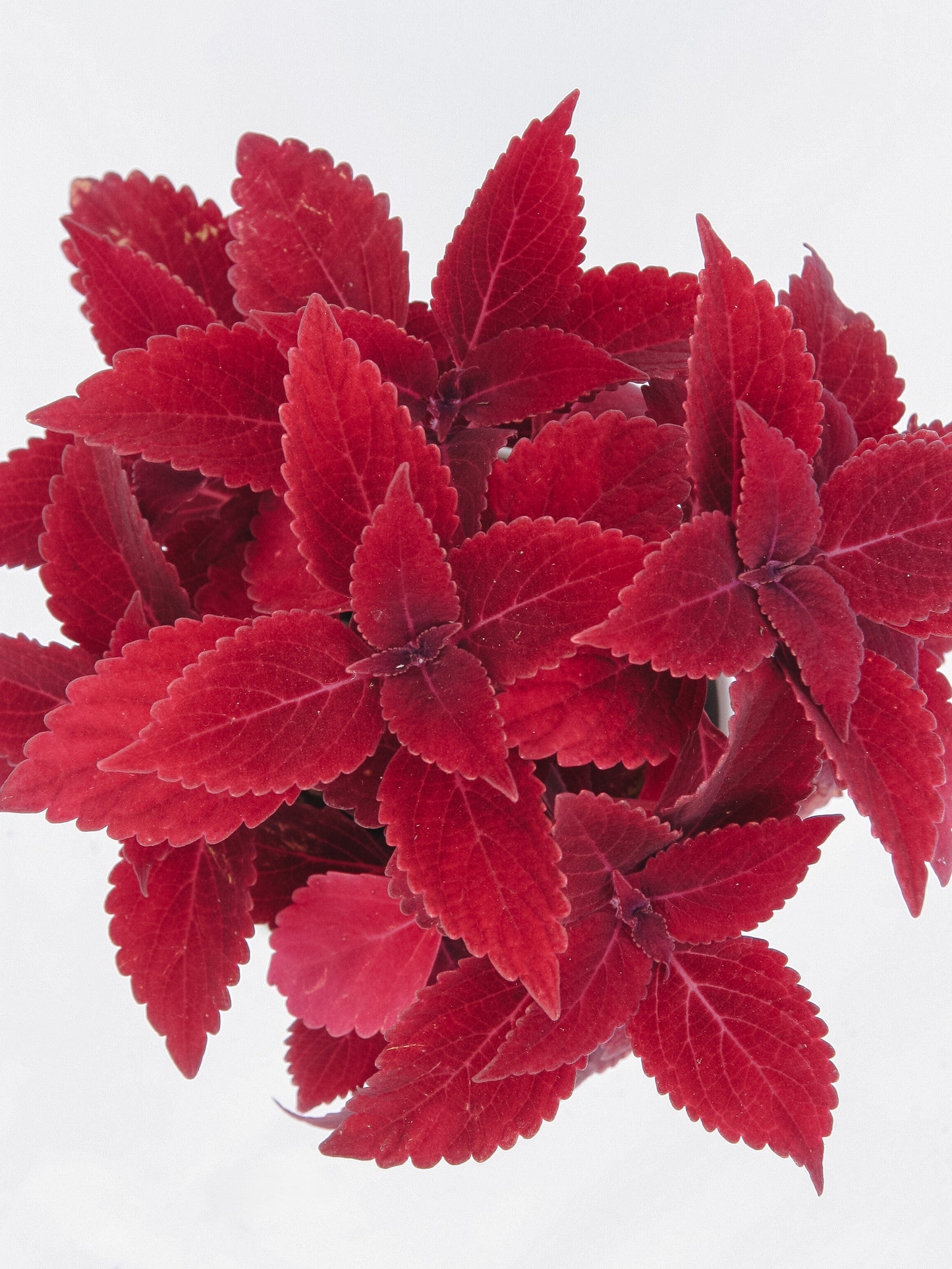 Coleus ColorBlaze Rediculous
