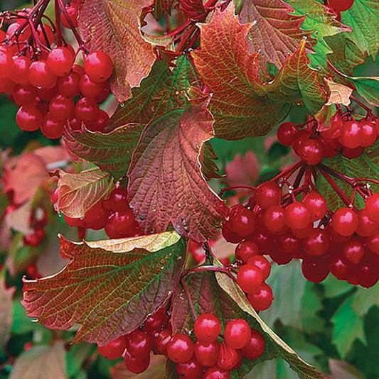 Compact American Cranberrybush Viburnum