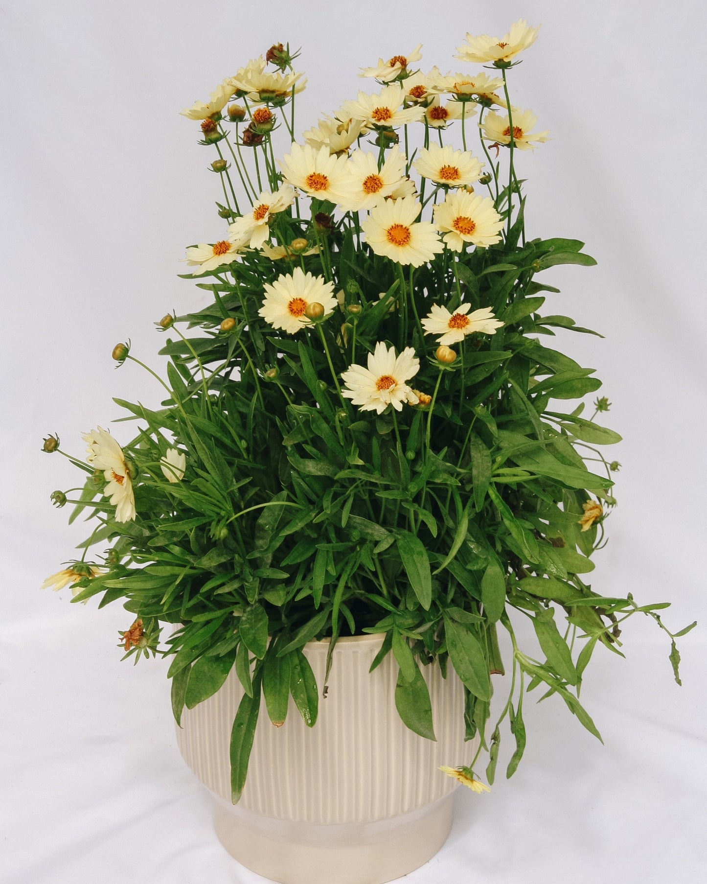 Cream Tickseed