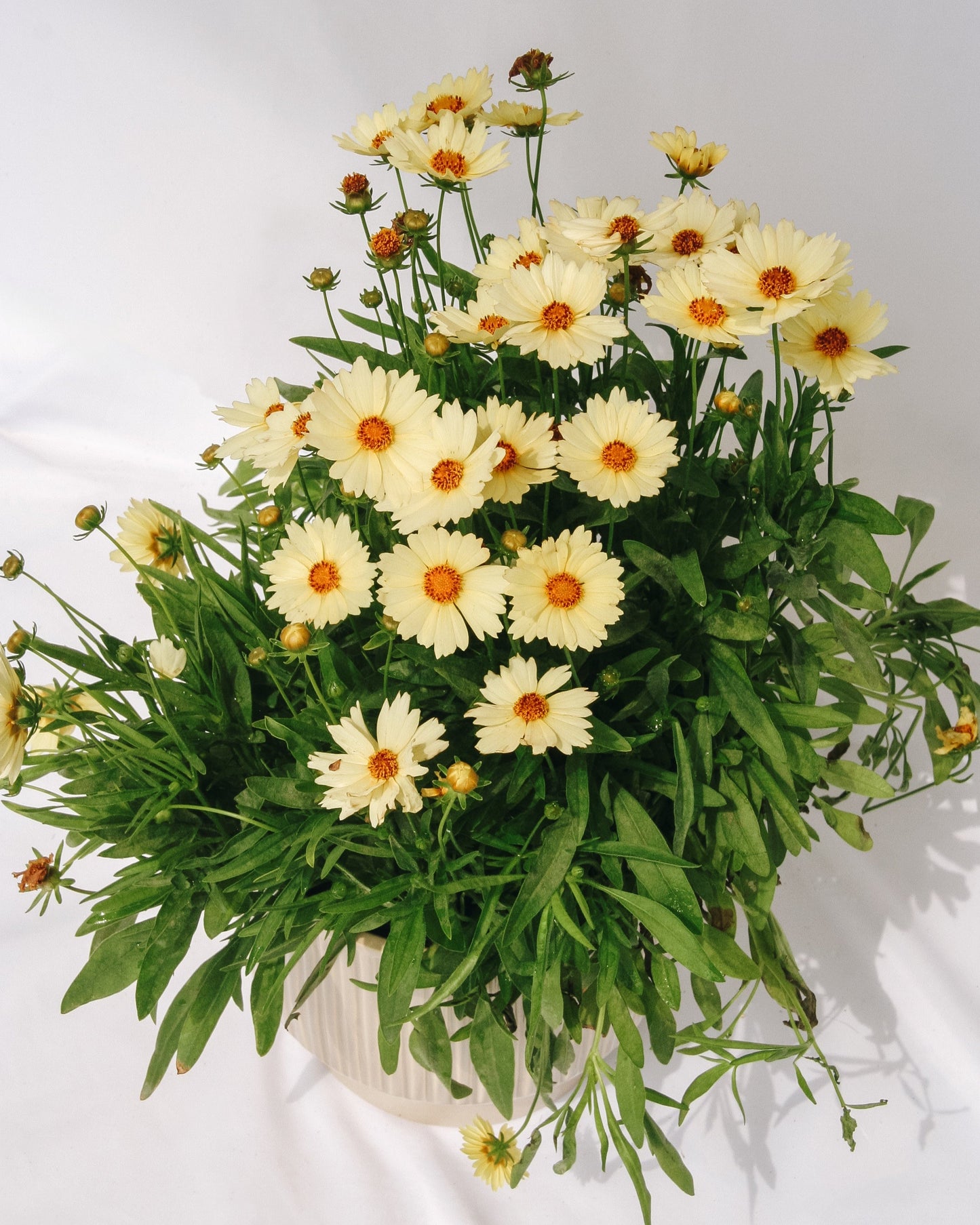 Cream Tickseed