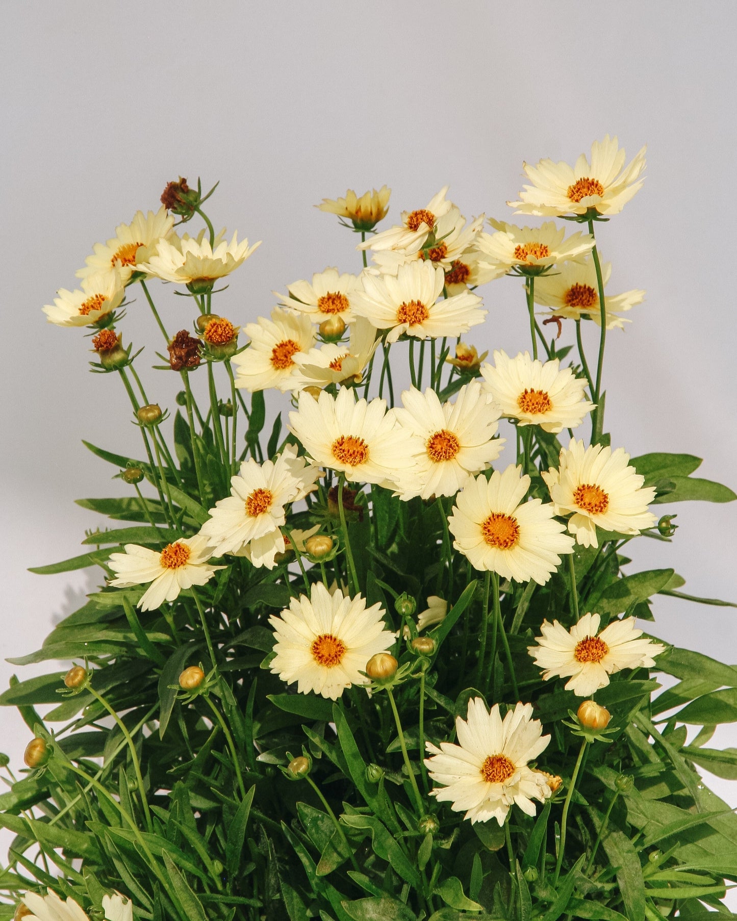Cream Tickseed