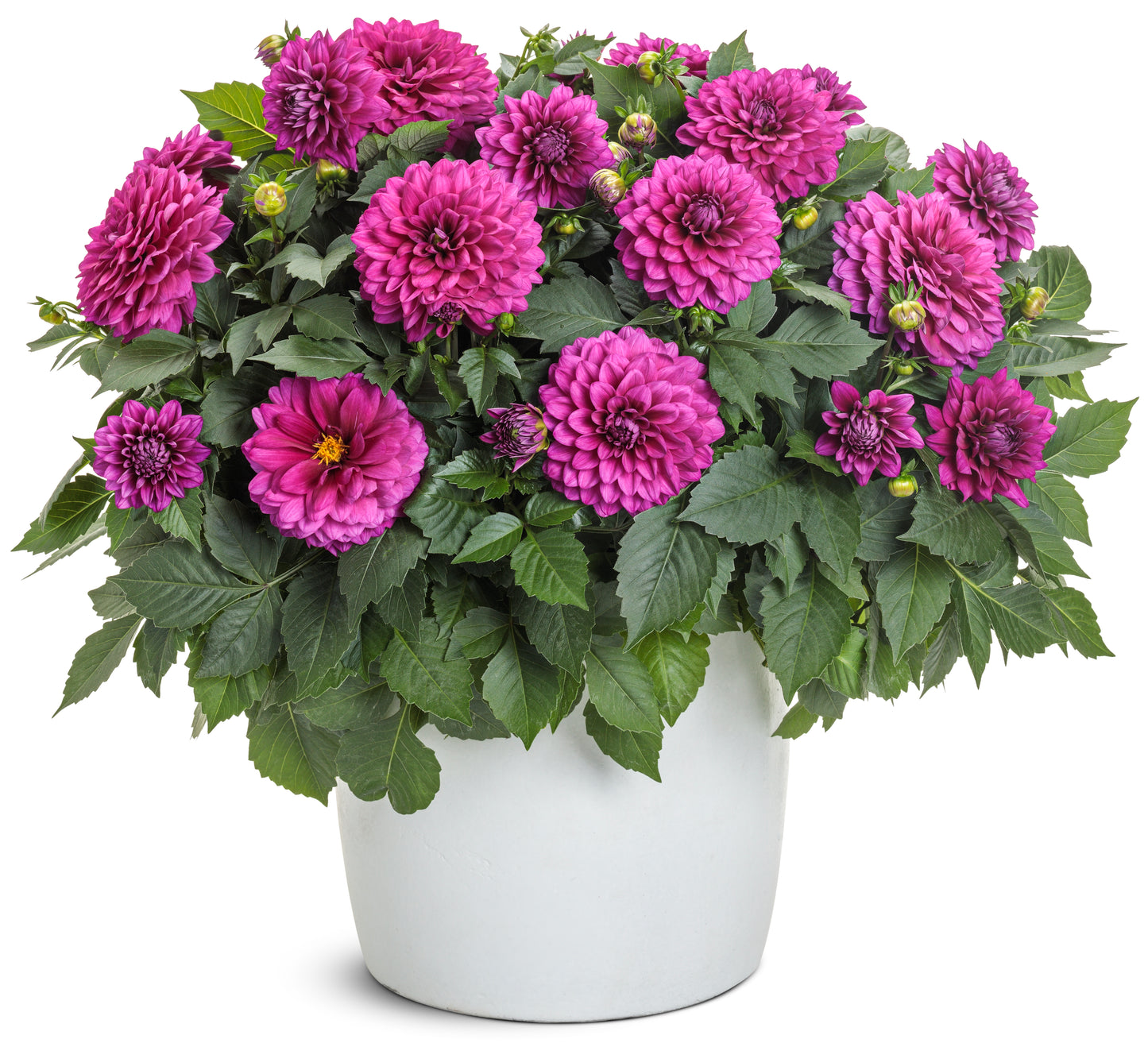 Virtuoso Vibrant Violet Dahlia