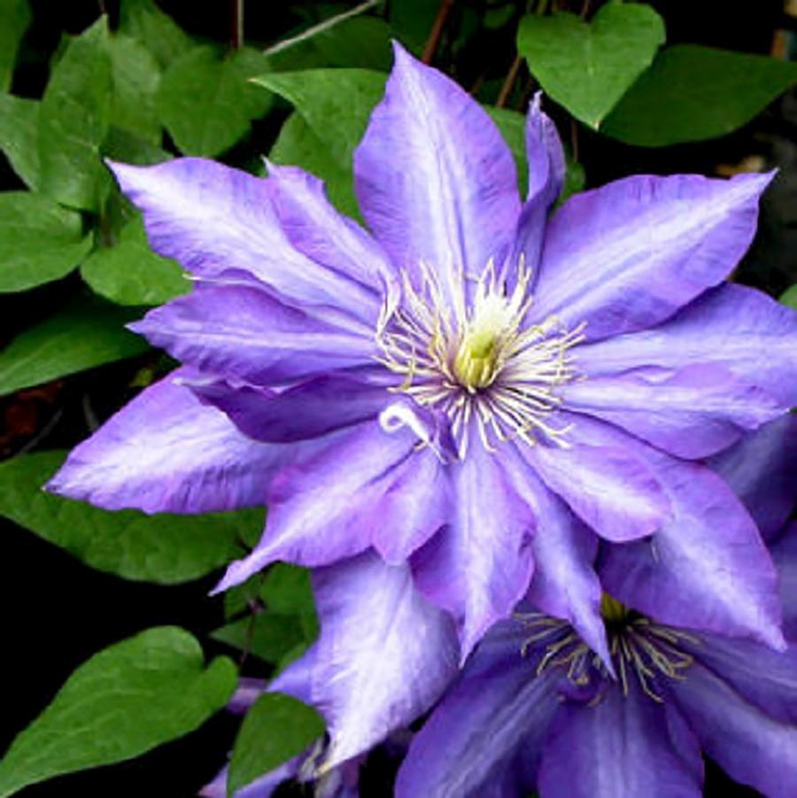 Daniel Deronda Clematis