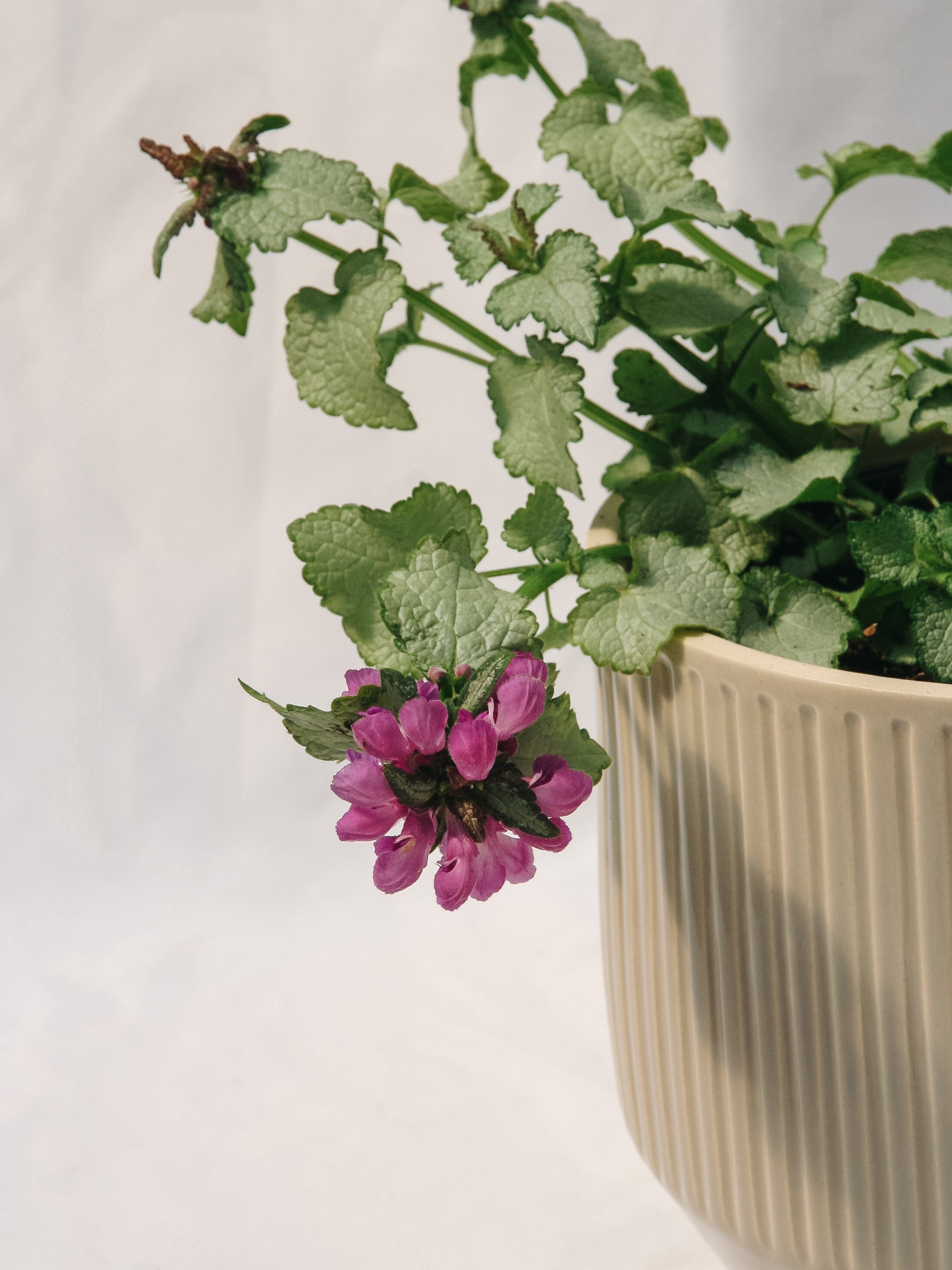 Ortie morte violet foncé
