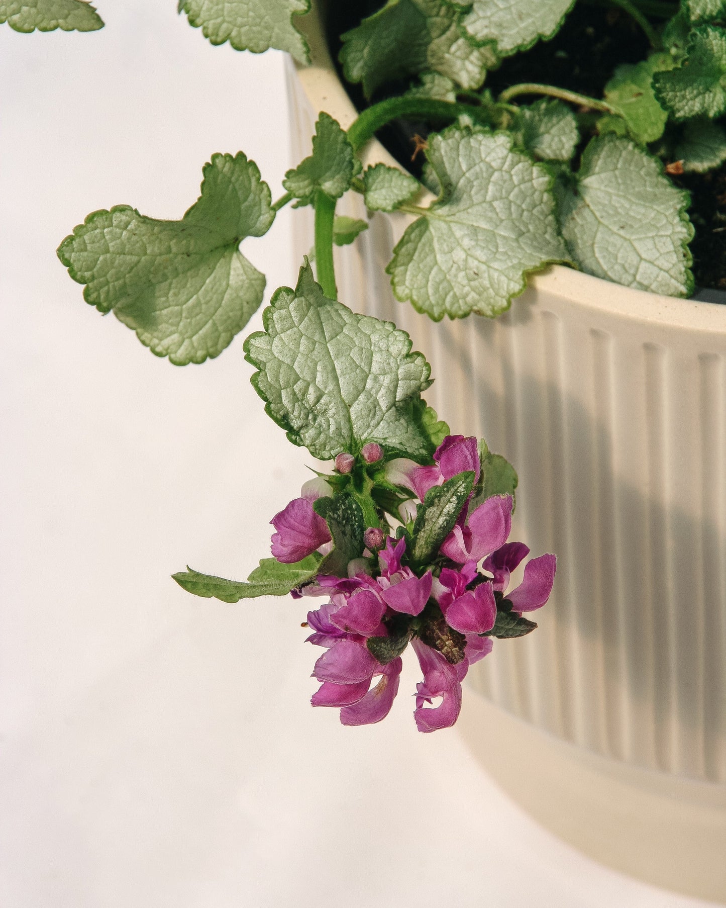 Dark Purple Deadnettle