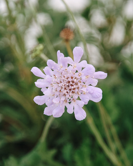 Fleur de coussin à épingles bleu foncé