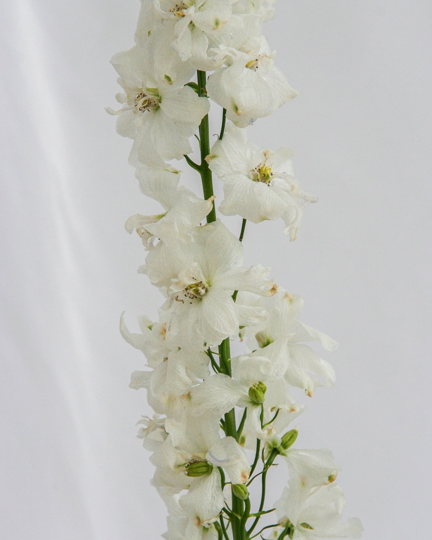 Pied d'alouette blanc gardien