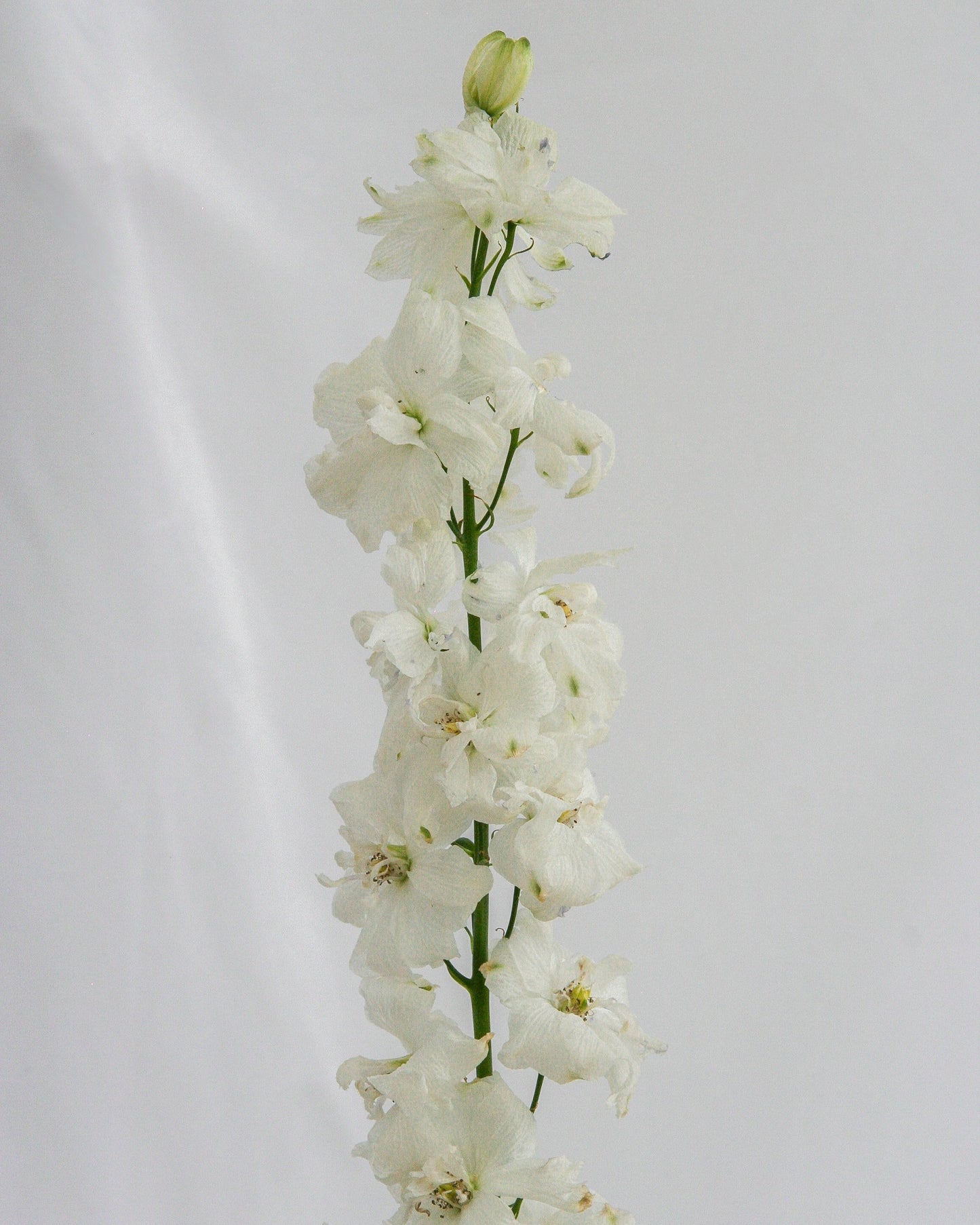 Pied d'alouette blanc gardien