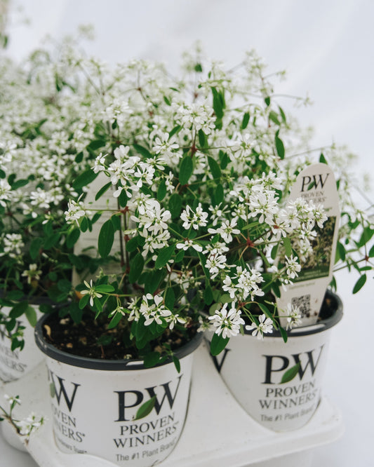 Euphorbia Diamond  Snow