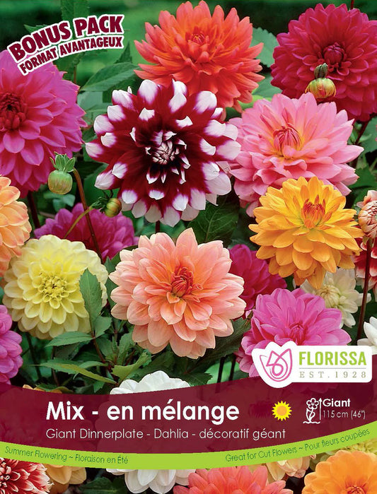 Dinnerplate Dahlia Mix