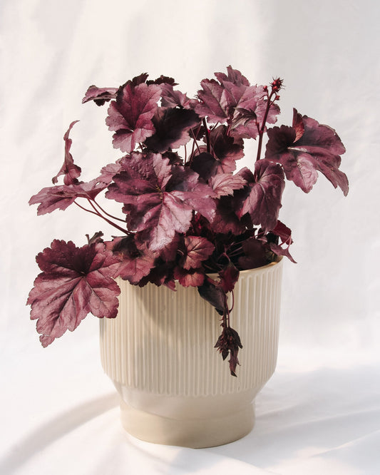Wildberry Coral Bells
