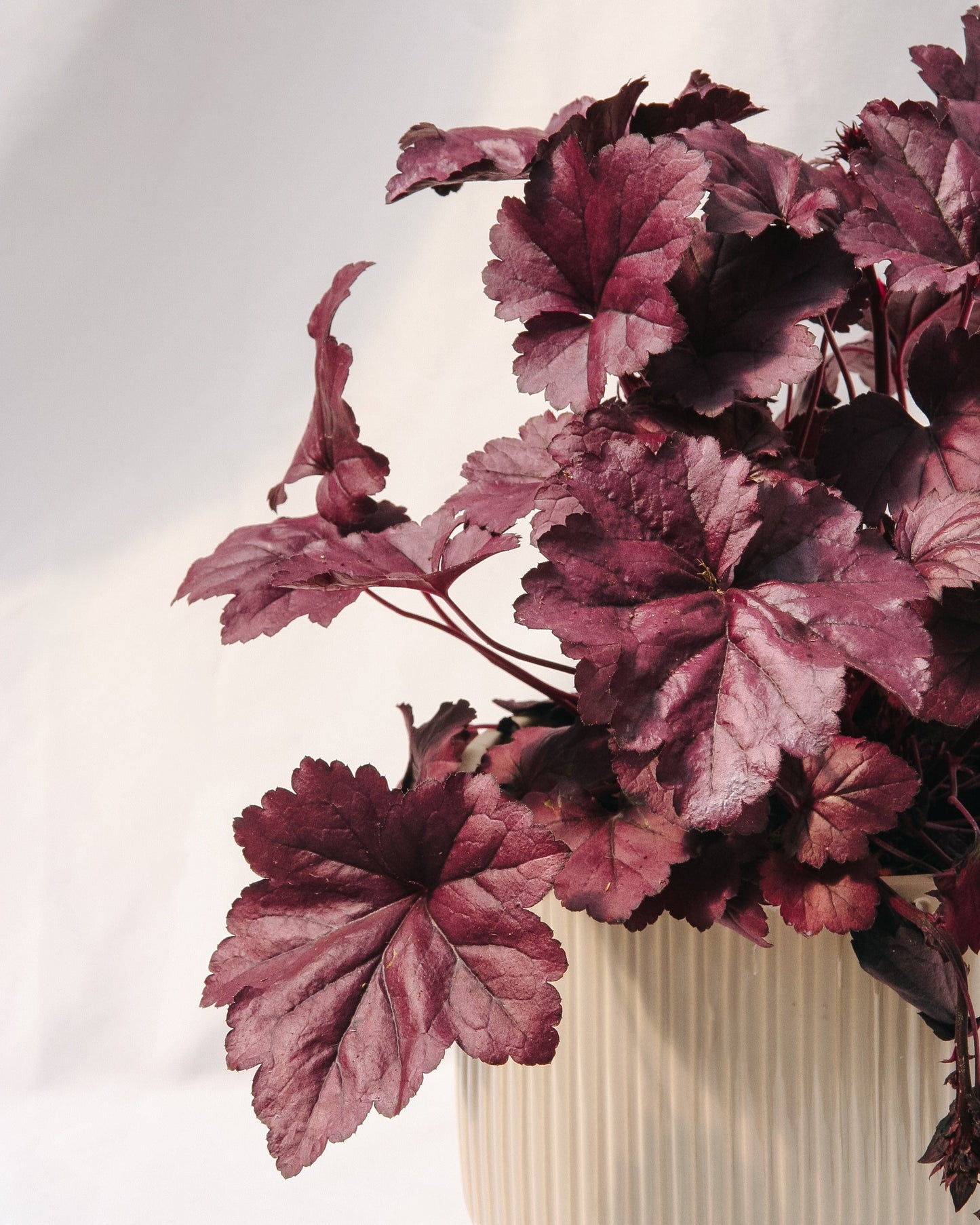 Wildberry Coral Bells