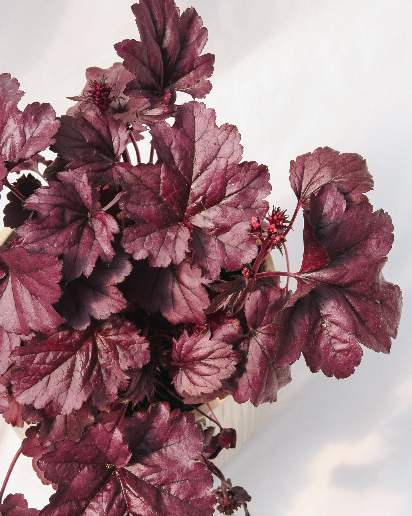 Wildberry Coral Bells