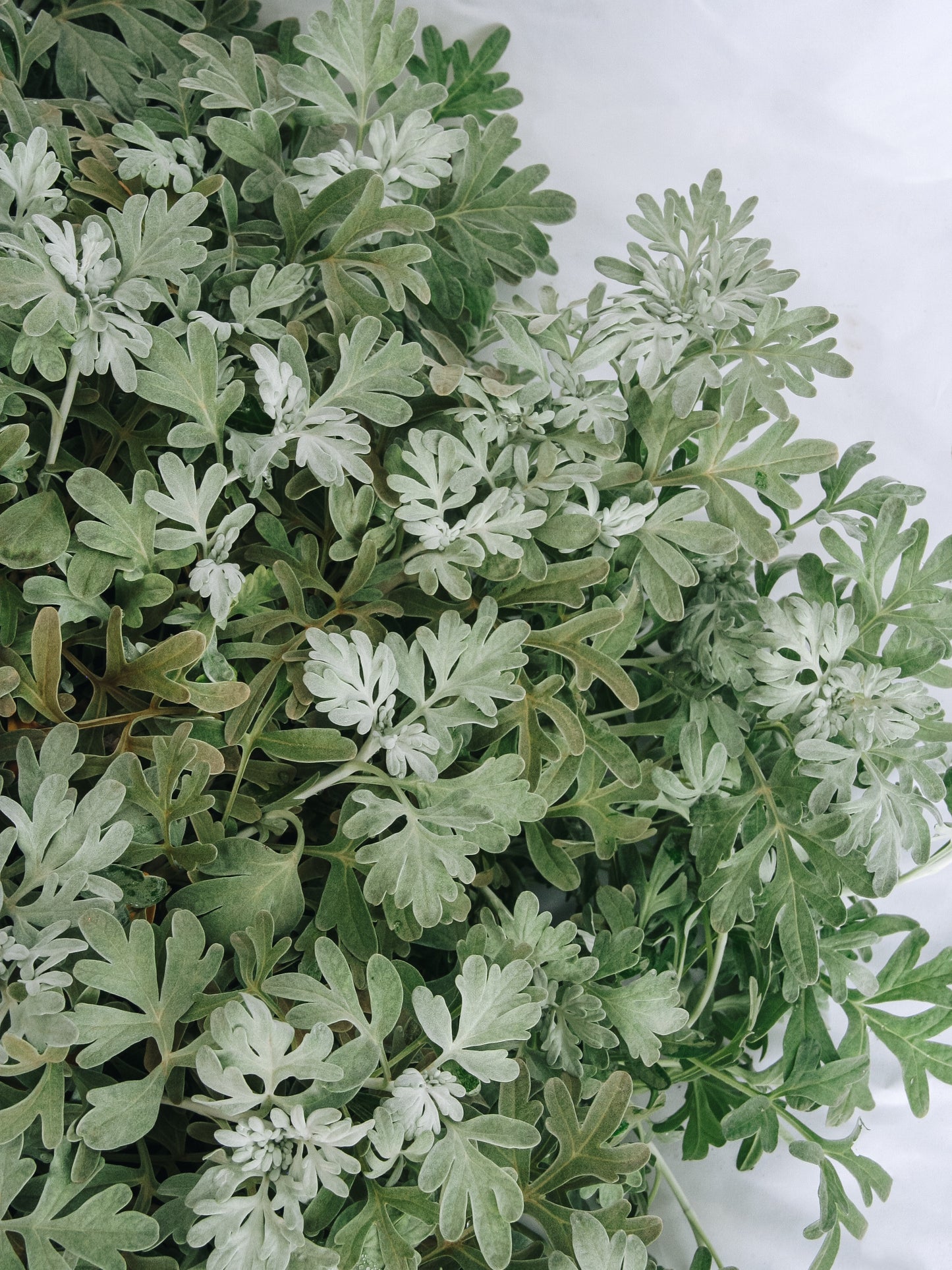 Dusty Miller Artemesia