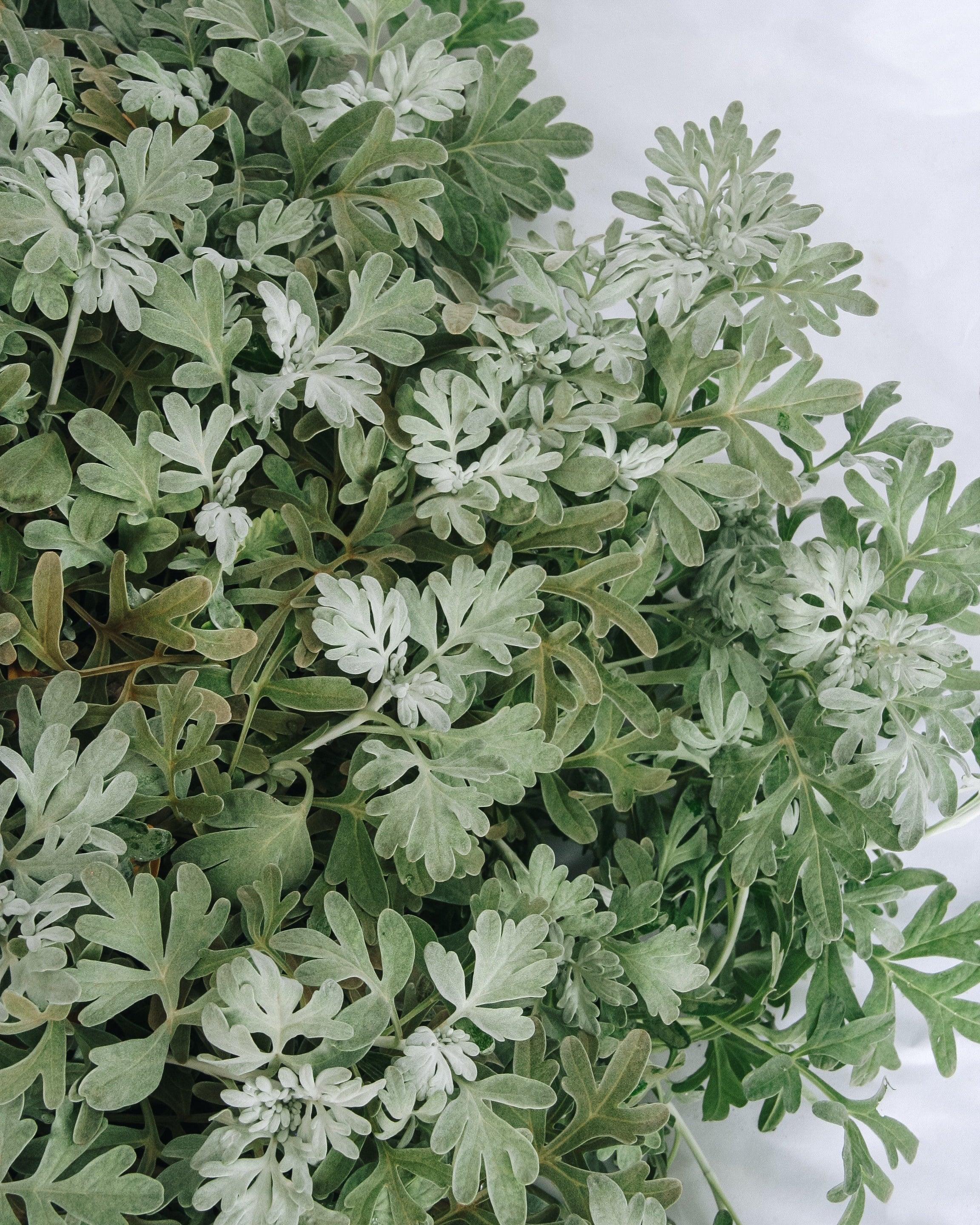 Dusty Miller Artemesia
