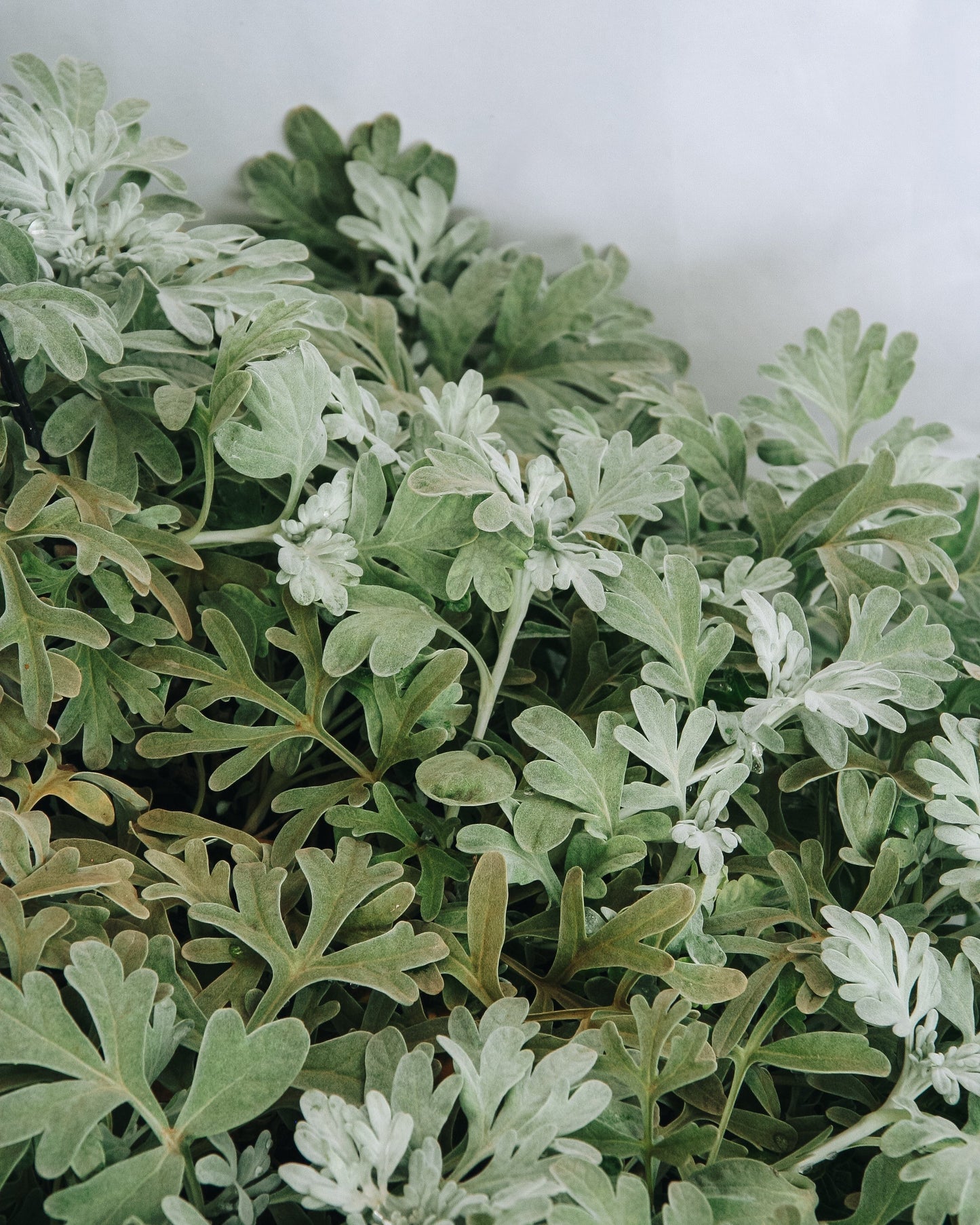 Dusty Miller Artemesia