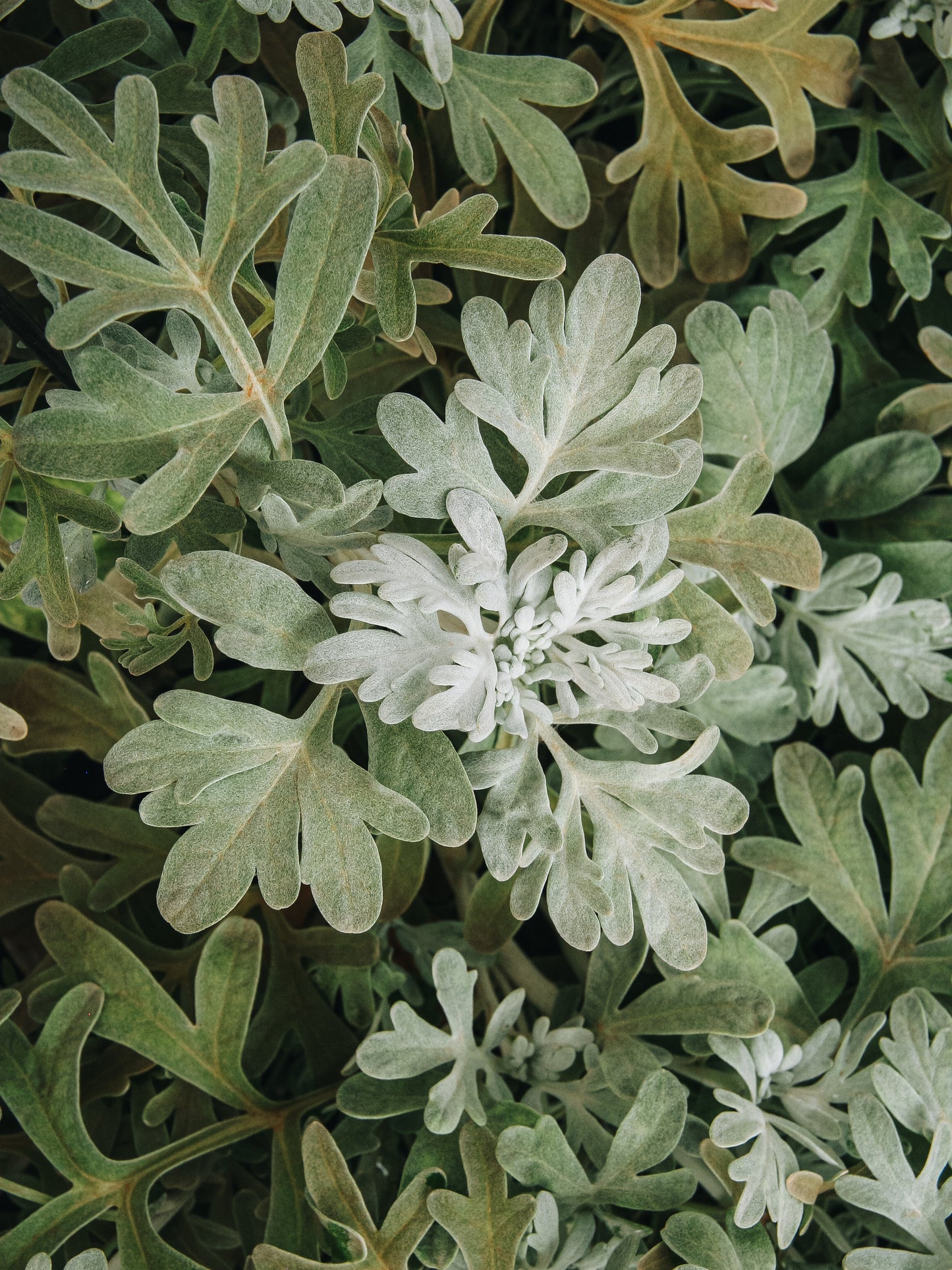 Dusty Miller Artemesia