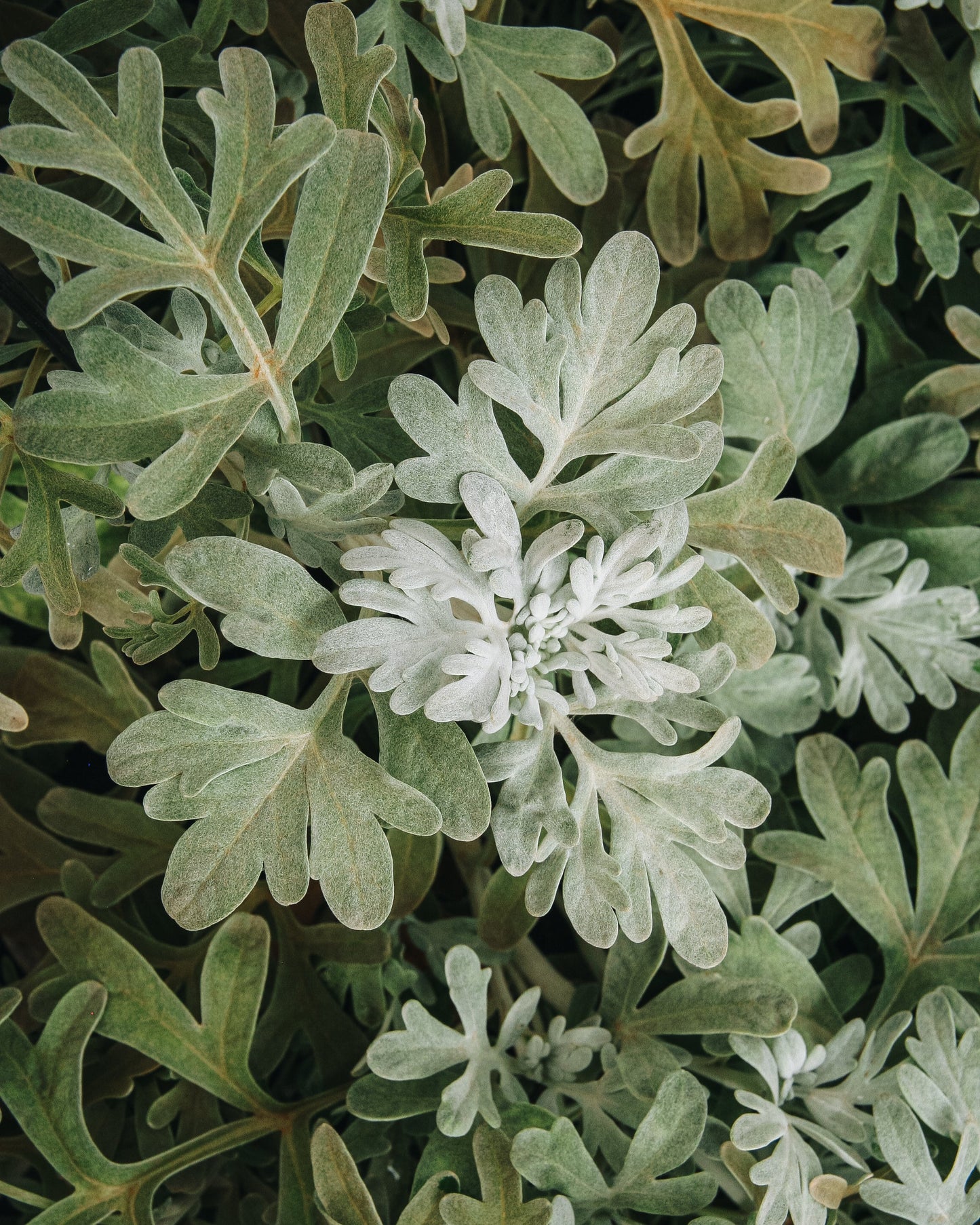 Dusty Miller Artemesia