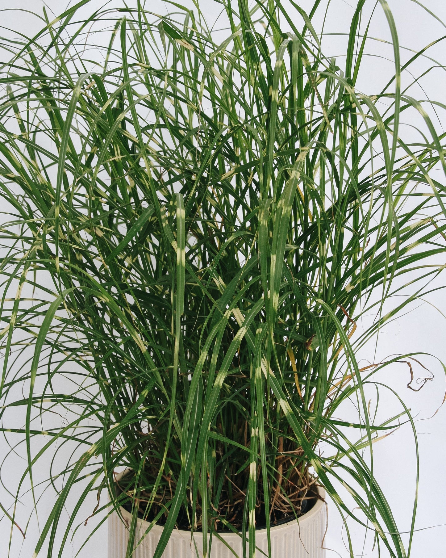 Dwarf Zebra Grass