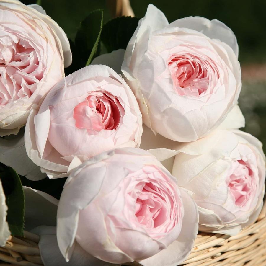 Earth Angel Parfuma Rose