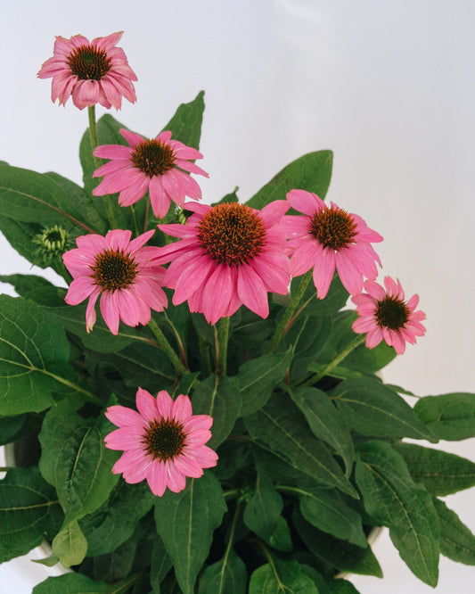 Wild Berry Coneflower