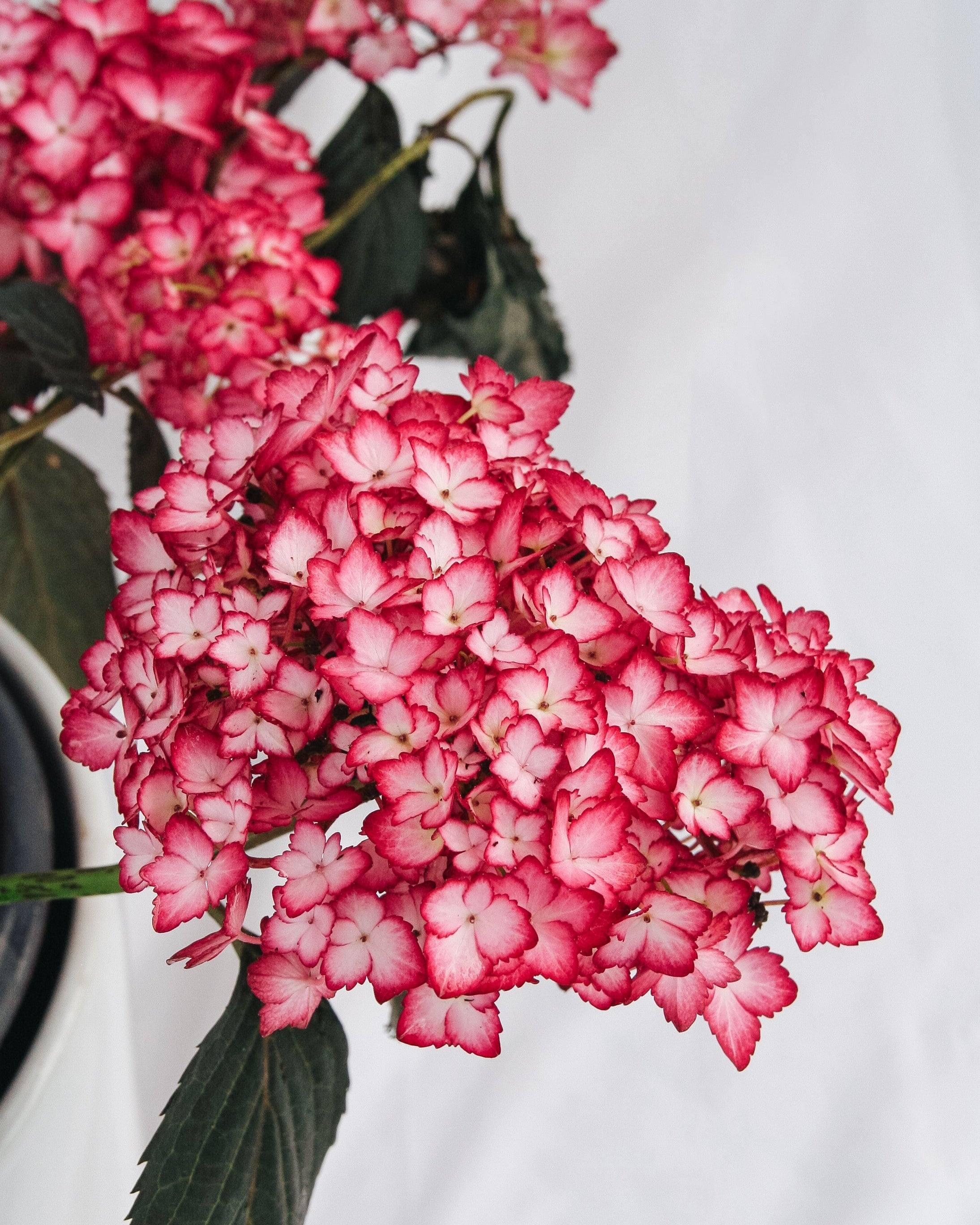 Eclipse Hydrangea