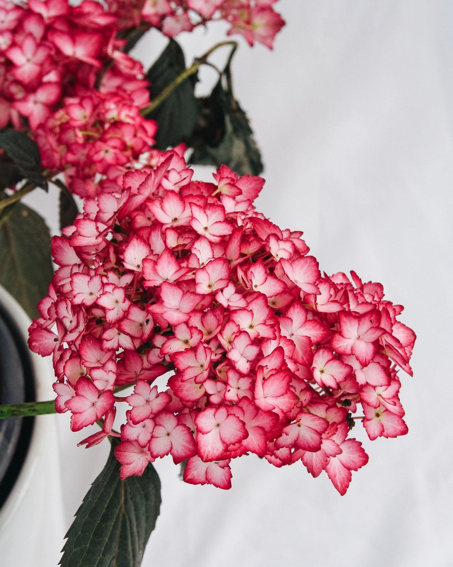 Eclipse Hydrangea