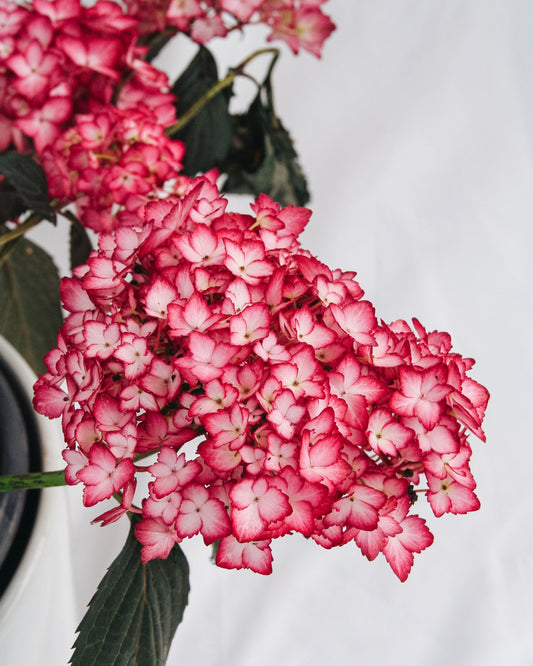 Eclipse Hydrangea