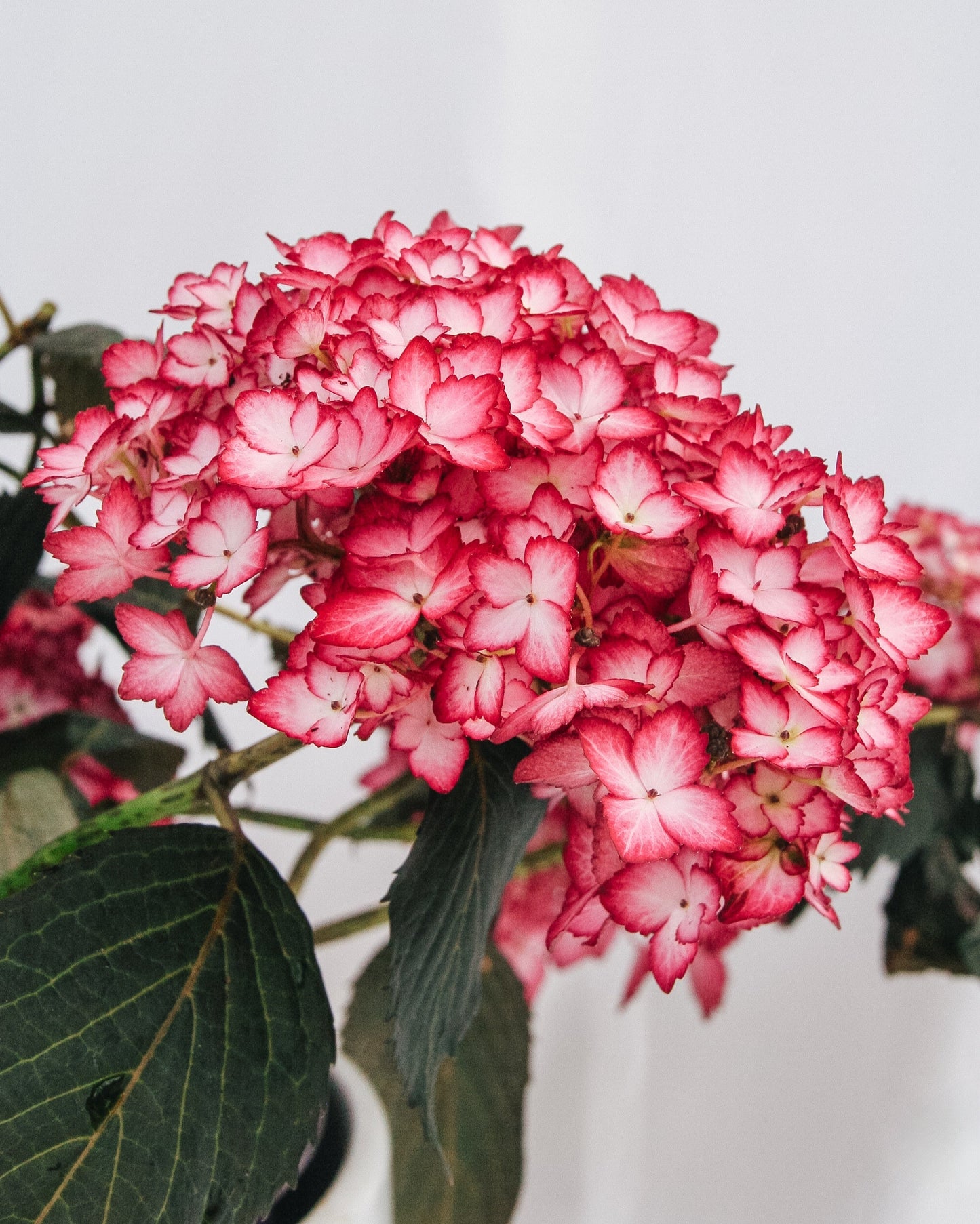 Eclipse Hydrangea