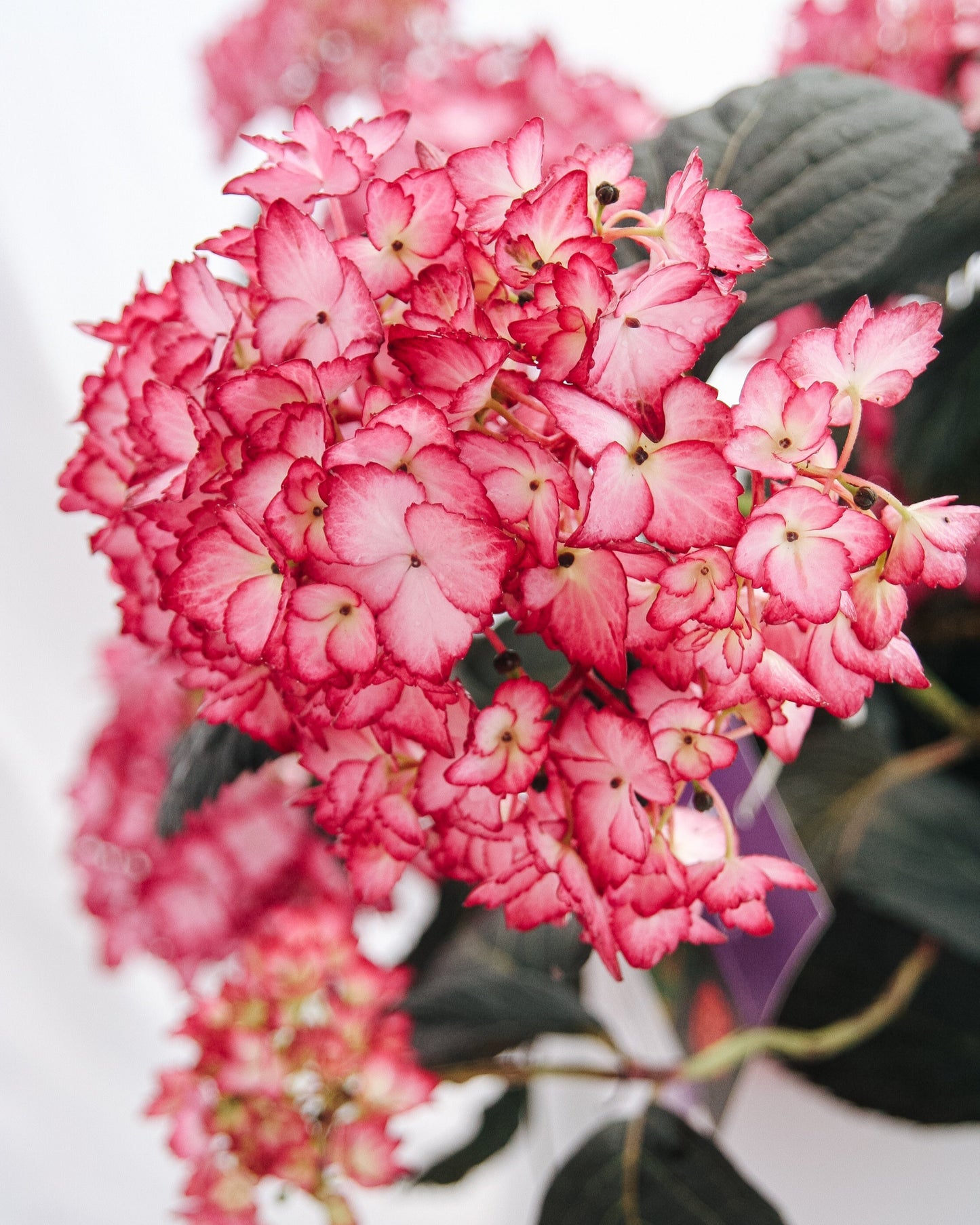 Eclipse Hydrangea