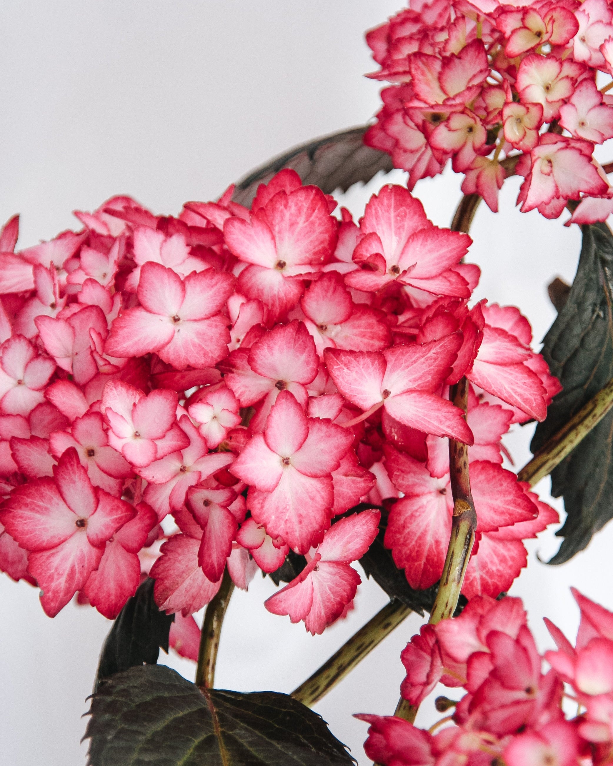 Eclipse Hydrangea