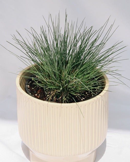 Elijah Blue Fescue
