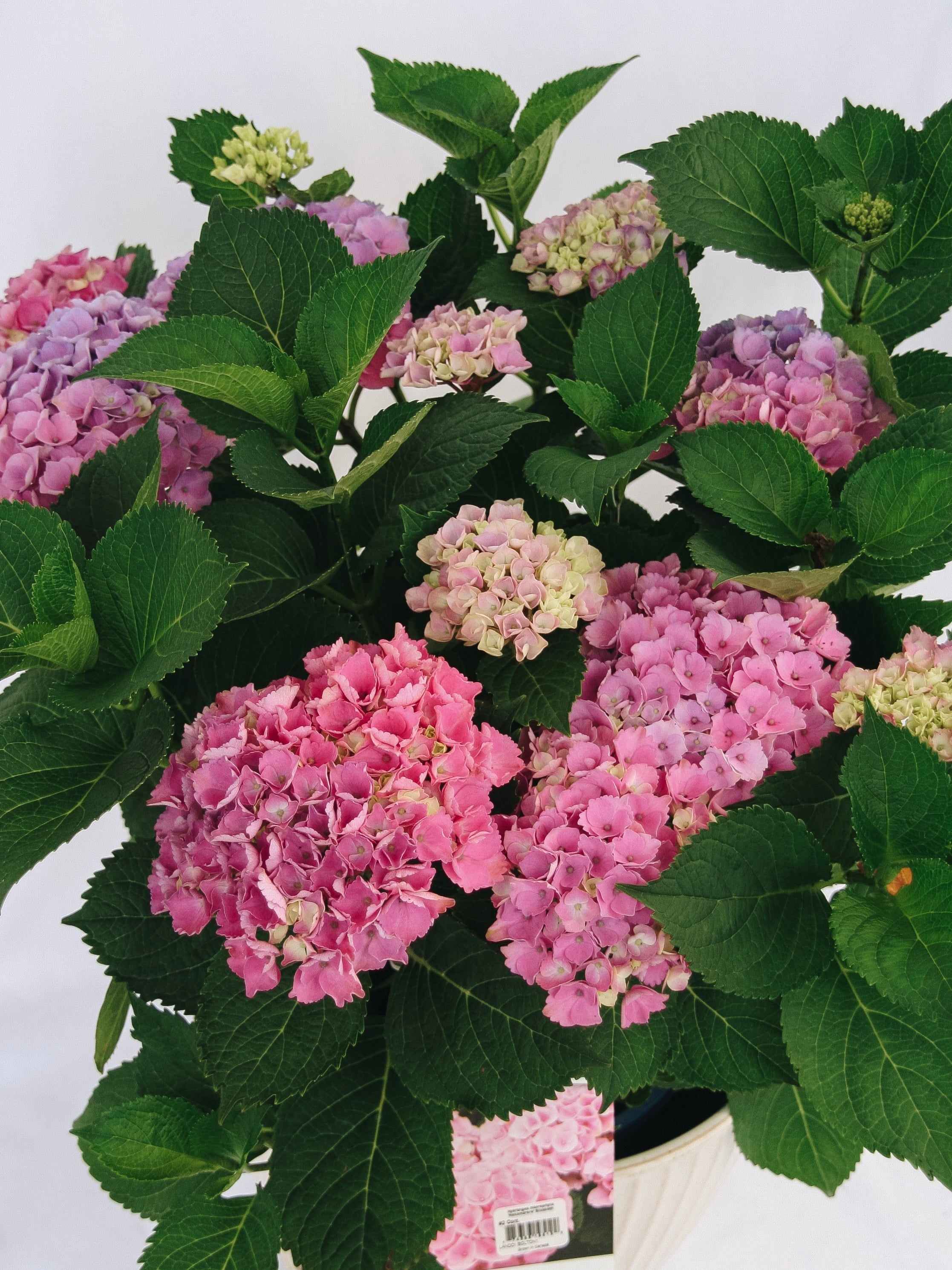 Elizabeth Ashley Hydrangea