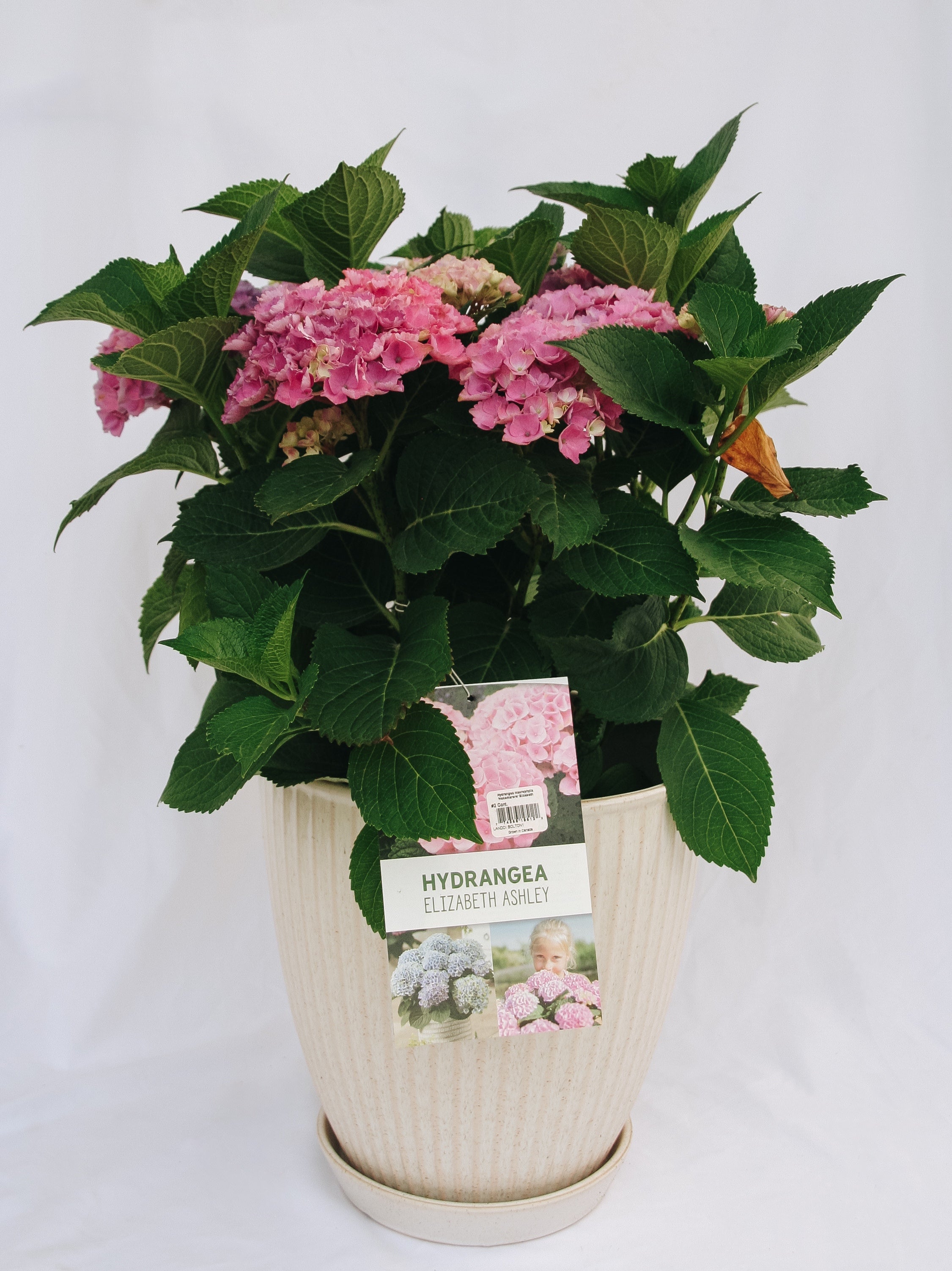 Elizabeth Ashley Hydrangea