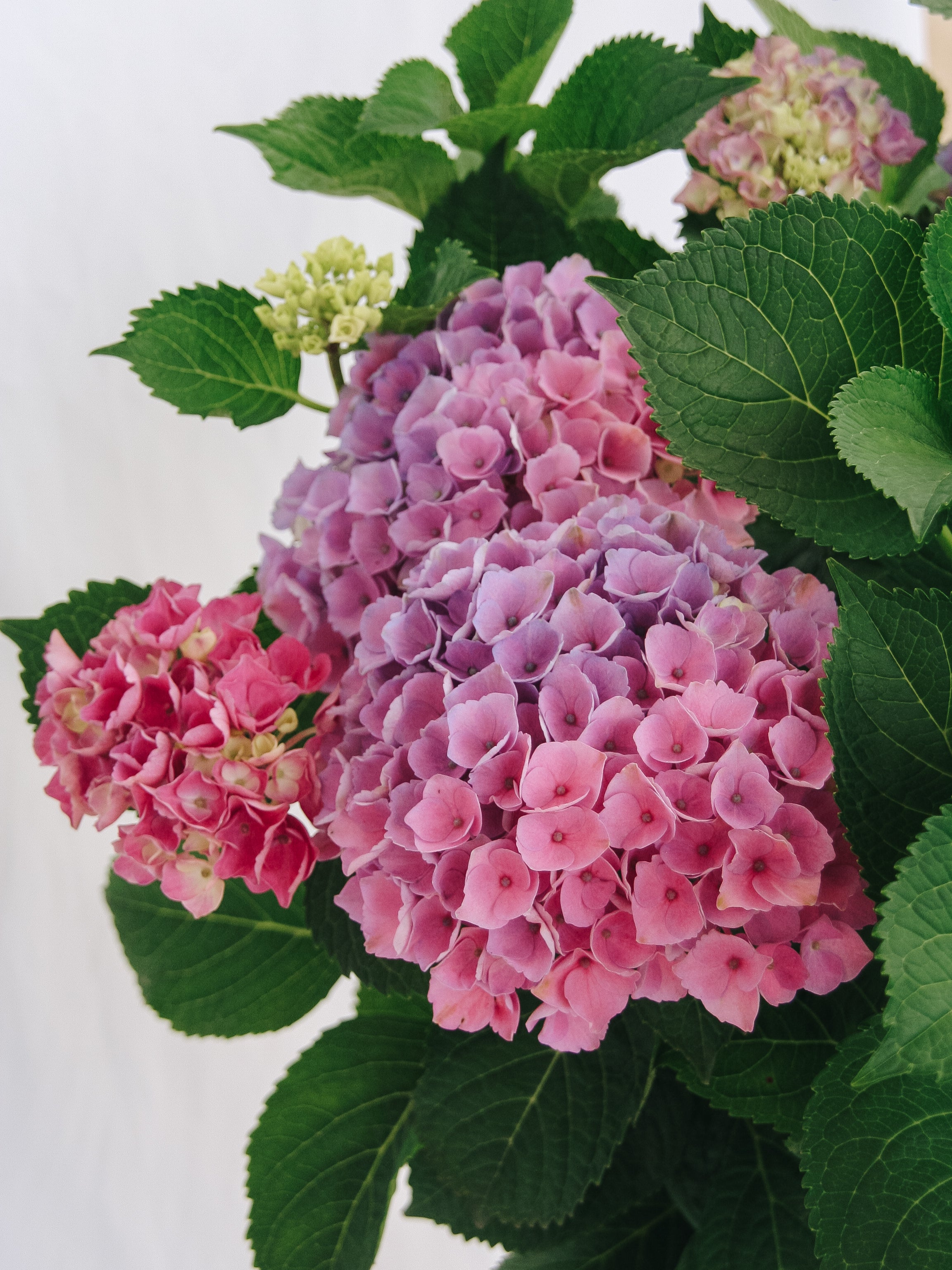 Elizabeth Ashley Hydrangea