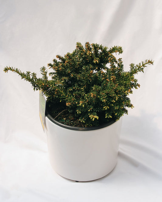 Emerald Spreader Cone Yew