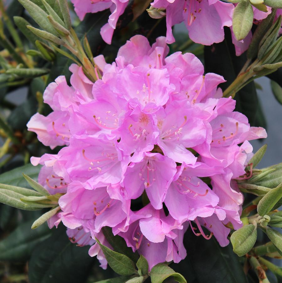 Rhododendron roseum anglais