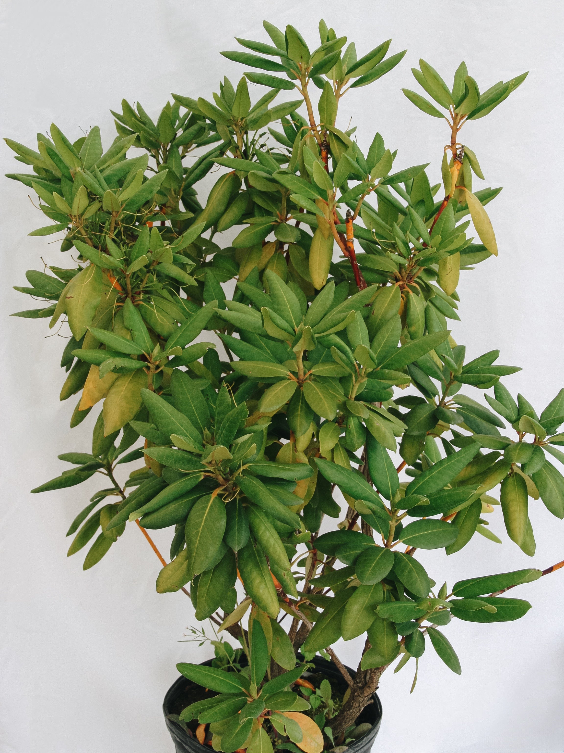 Rhododendron roseum anglais