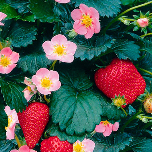 Berries Galore¬¨¬Æ Pink Strawberry 1 Gallon / 1 Plant