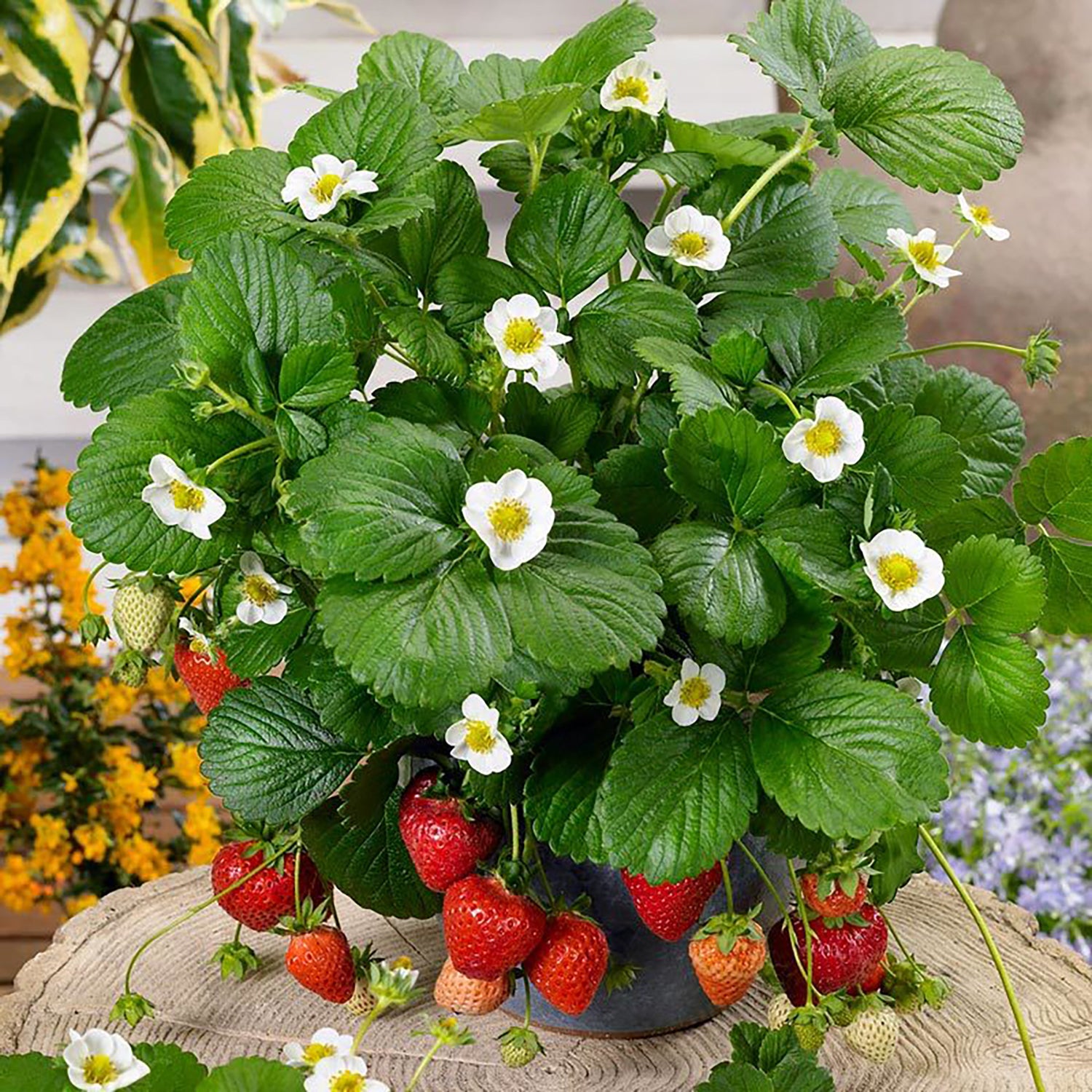 Baies blanches à profusion Fraise