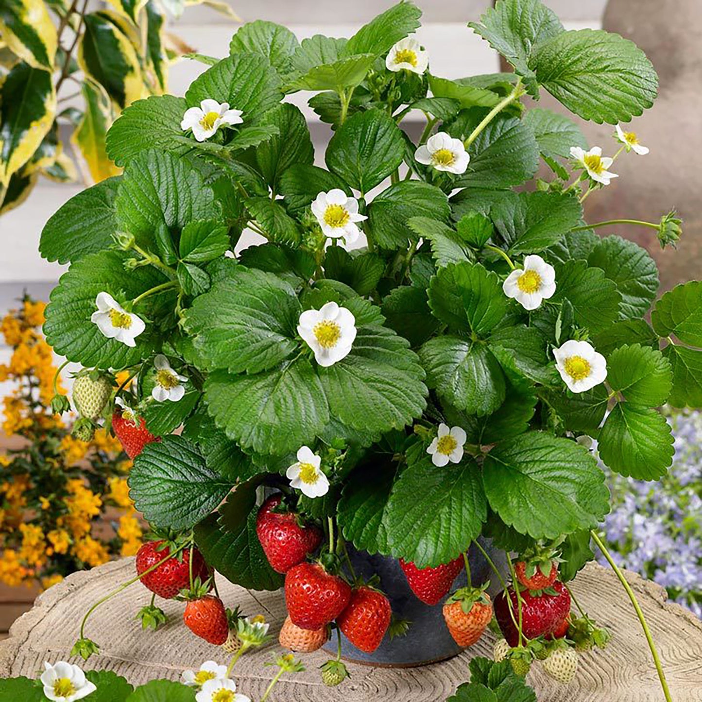 White Berries Galore Strawberry