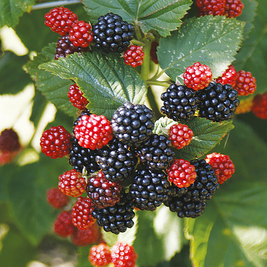 Baby Cakesª Dwarf Thornless Blackberry 1 Gallon / 1 Plant