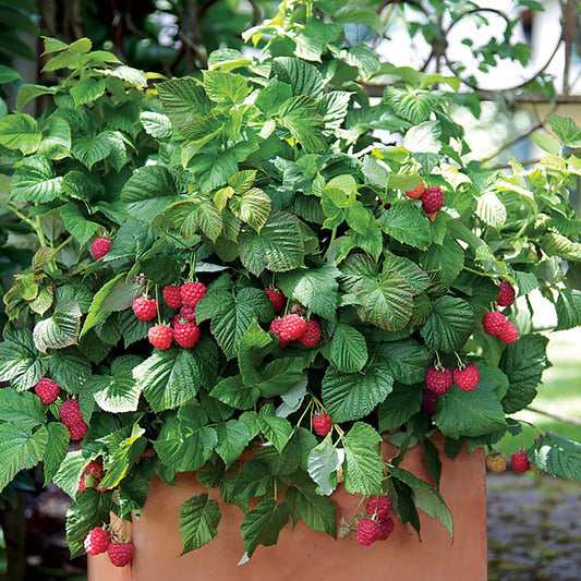 Raspberry Shortcakeª Thornless Raspberry 1 Gallon / 1 Plant